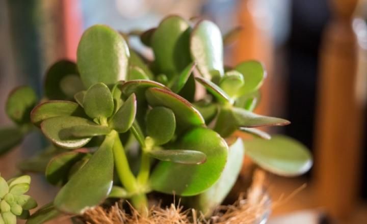 is succulent plant good luck Buy Jade Plant – Good Luck Succulent for Home & Office | Baby Plant