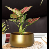 Trueliving Golden Rock Polymer Floor Plant Pot width:7.9'' Height:7.9''
