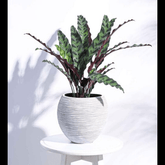 Trueliving Sparrow Hole Polymer Floor Plant Pot width:6.4'' Height:6.9''