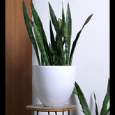 Trueliving White Round Polymer Floor Plant Pot width:6.9'' Height:7.9''