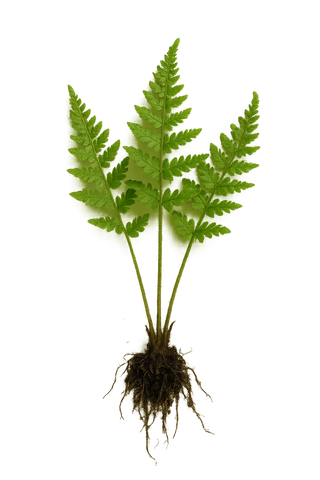 Fern Baby Plant (Without Pot)