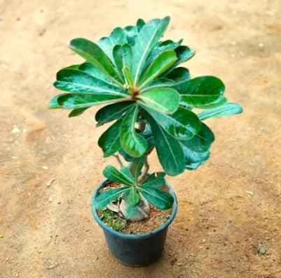 Adanium Baby Plant (Without Pot)