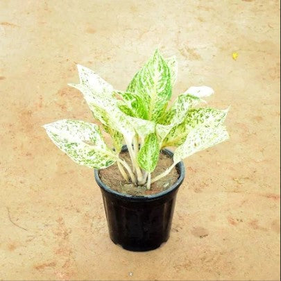 Aglonima Baby Plant (Without Pot)