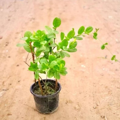 Alamanda Baby Plant (Without Pot)