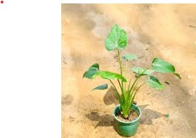 Alocasia Baby Plant (Without Pot)