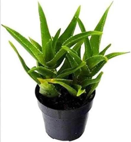 Alovera Baby Plant (Without Pot)