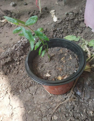 Anar Baby Plant (Without Pot)