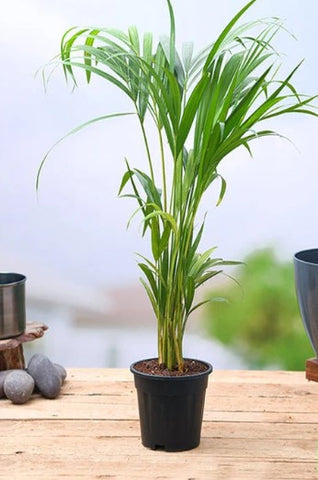 Areca plant Baby Plant (Without Pot)