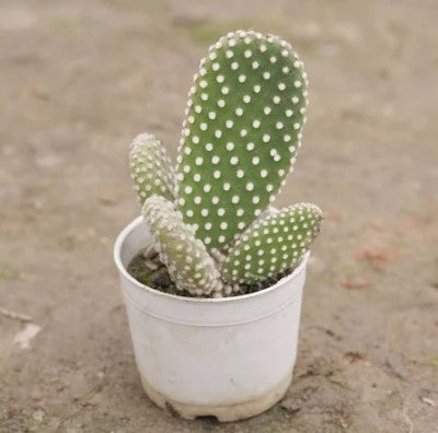 Cactus Baby Plant (Without Pot)