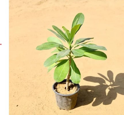 Champa Baby Plant (Without Pot)