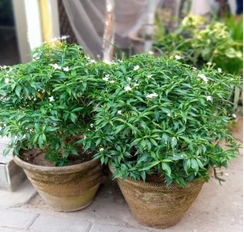 Chandini Baby Plant (Without Pot)