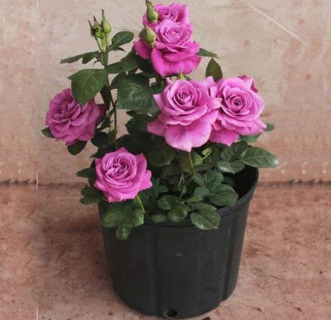 Chinese rose Baby Plant (Without Pot)