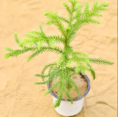 Christmas tree Baby Plant (Without Pot)