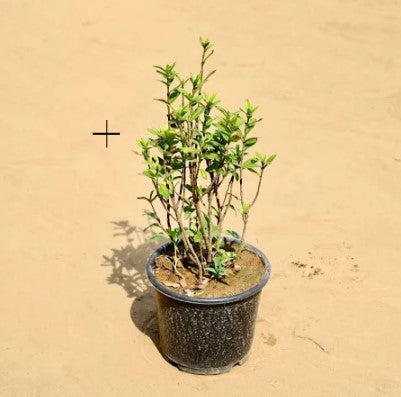 Exora Baby Plant (Without Pot)