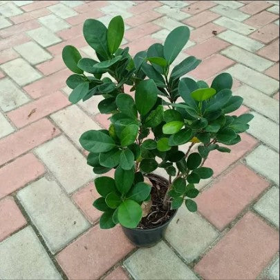 Ficus Baby Plant (Without Pot)