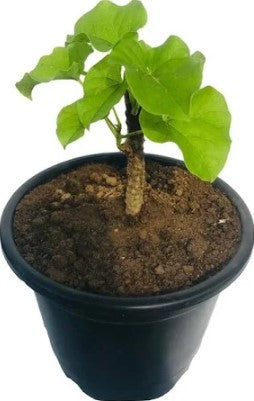 Giloy Baby Plant (Without Pot)