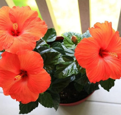 Hibiscus Baby Plant (Without Pot)