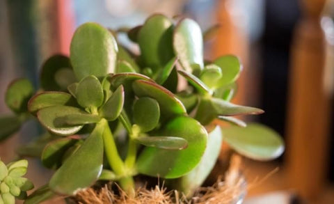 Jade Plant – Good Luck Succulent for Home & Office - Baby Plant