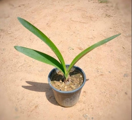 Lily Baby Plant (Without Pot)