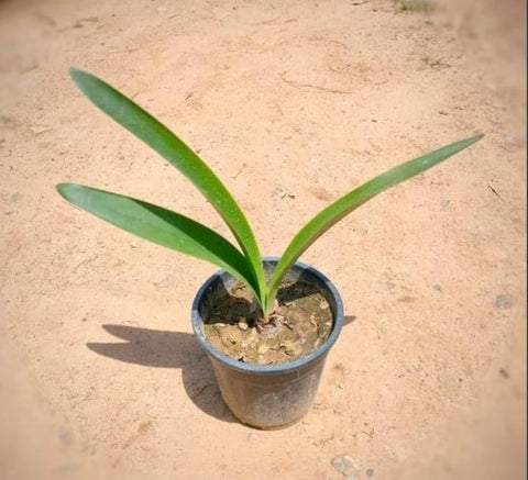 Lily Baby Plant (Without Pot)