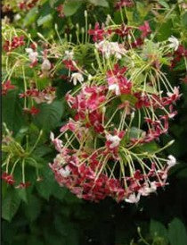 Madhu malti Baby Plant (Without Pot)