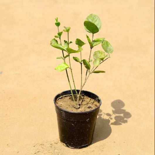 Mogra Baby Plant (Without Pot)