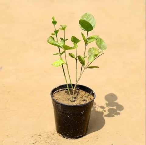 Mogra Baby Plant (Without Pot)
