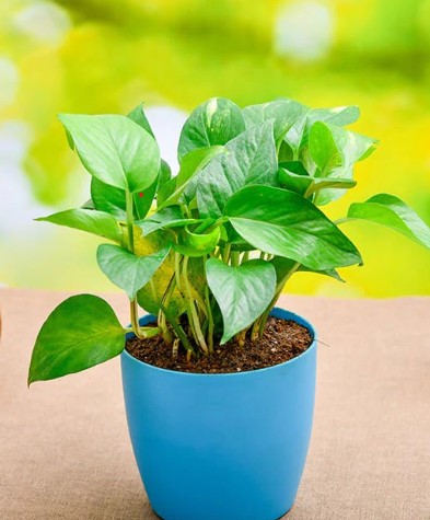 Money plant Baby Plant (Without Pot)