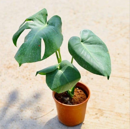 Monstera Baby Plant (Without Pot)
