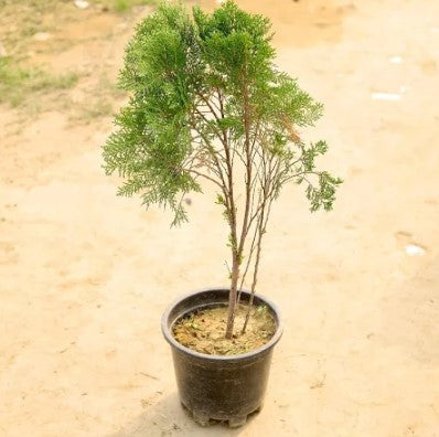 More pankhi Baby Plant (Without Pot)