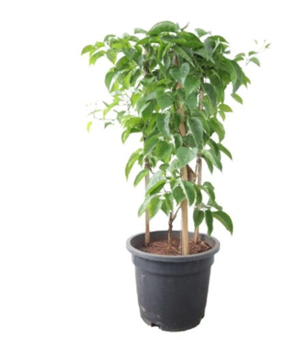 Parda valli Baby Plant (Without Pot)