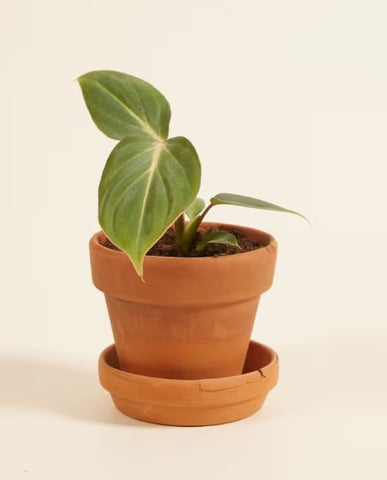 Philodendrone Baby Plant (Without Pot)