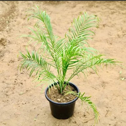 Phoenix palm Baby Plant (Without Pot)