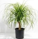 Pony tail Baby Plant (W