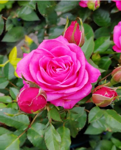 Pink Rose Baby Plant (Without Pot)