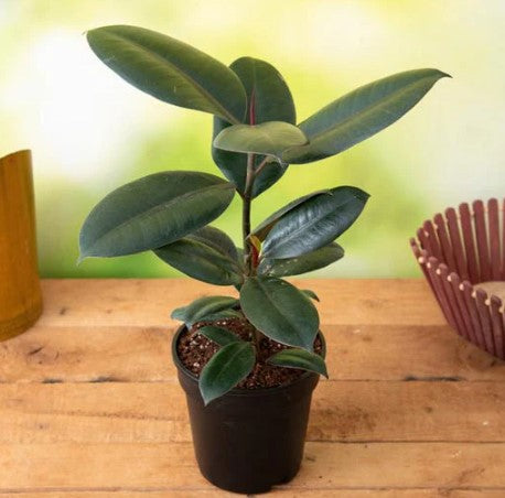 Rubber plant Baby Plant (Without Pot)