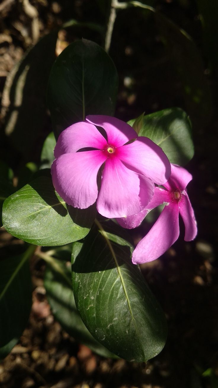 Sada bahar Baby Plant (Without Pot)