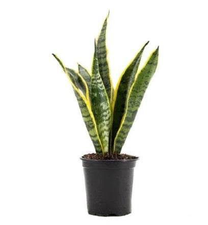 Snake plant Baby Plant (Without Pot)