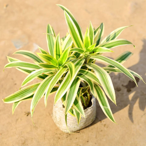 Song of India Baby Plant (Without Pot)