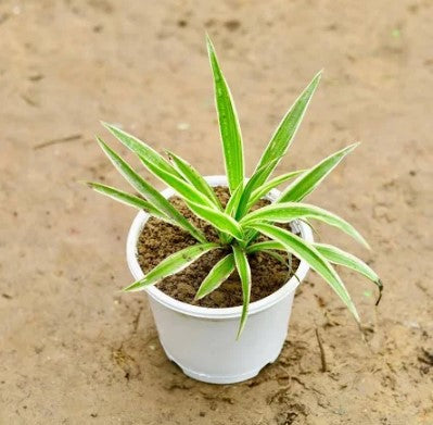 Spider Baby Plant (Without Pot)