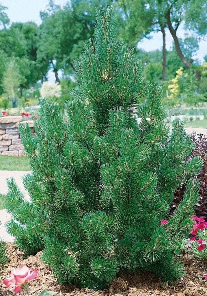 Pencil pine Baby Plant (Without Pot)