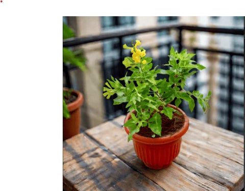 Tikonia Baby Plant (Without Pot)