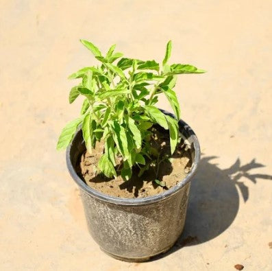 Tulsi Baby Plant (Without Pot)