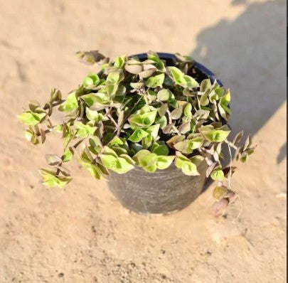 Turtle wine Baby Plant (Without Pot)