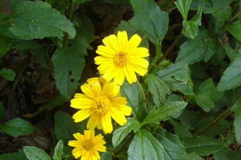 Wedelia Baby Plant (Without Pot)