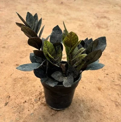 Zz Baby Plant (Without Pot)