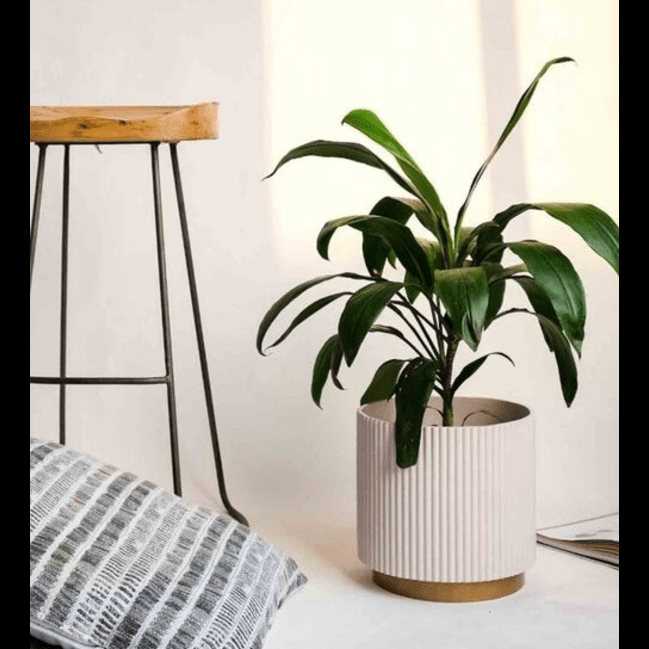 Trueliving Round Whit Golden Base Polymer Floor Plant Pot width:6.5'' Height:6.5''