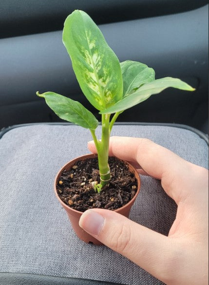 Dieffenbachia Baby Plant (Without Pot)