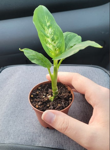 Dieffenbachia Baby Plant (Without Pot)