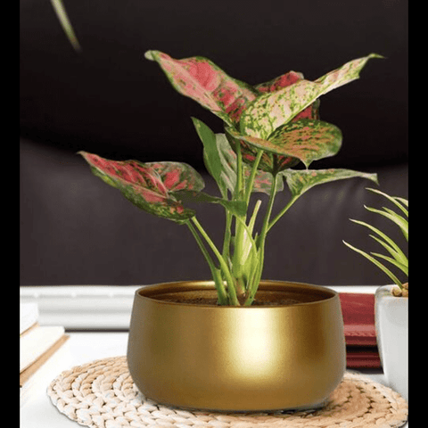 Trueliving Golden Rock Polymer Floor Plant Pot width:7.9'' Height:7.9''
